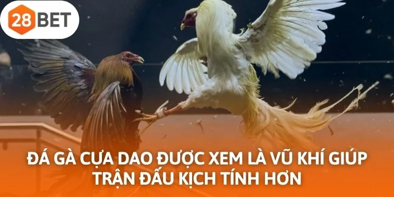 Đá gà cựa dao được xem là vũ khí